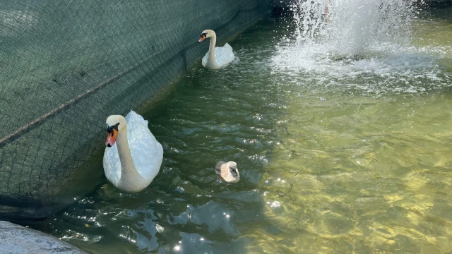 Kuğulu Park’ta 15 yıl sonra ilk kez beyaz kuğu doğdu