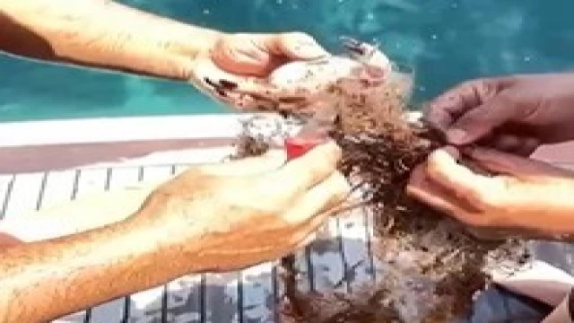 Alanya'da ağa takılan yengeçler kurtarıldı