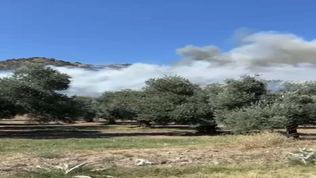 Aydın'da zeytinlik yangını