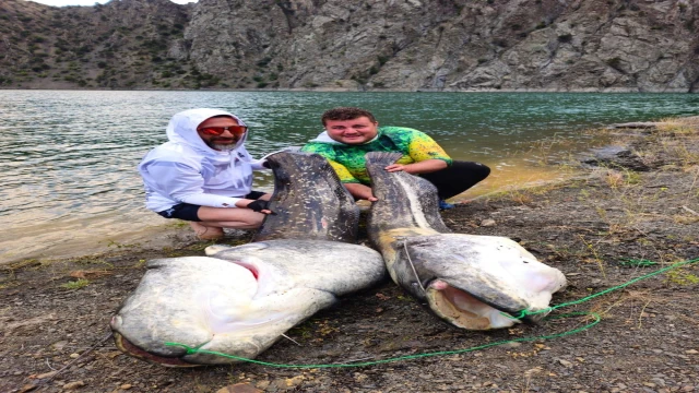 Baraj gölünde 100'er kilo ağırlığında 2 yayın balığı yakaladılar