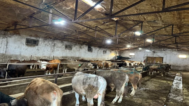 Giresun’da ahırda çıkan yangında 9 büyükbaş öldü
