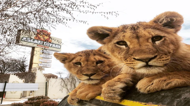 Hayvan parkından kaçan aslan aranıyor; saldırdığı kişi yaralandı