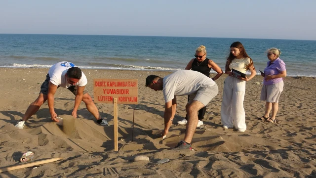 Mersin sahillerinde deniz kaplumbağalarının ilk yavruları Akdeniz'le buluştu