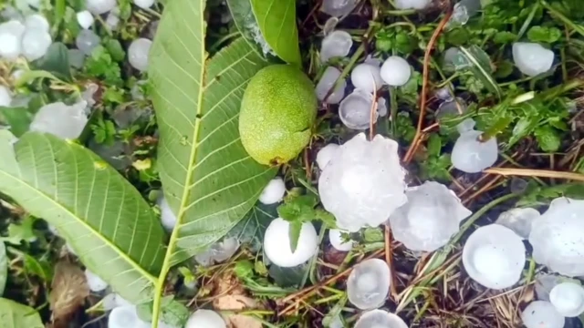 Mersin'de şiddetli dolu yağışı etkili oldu