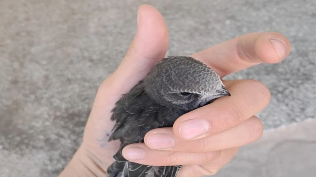 Yaralı ebabil kuşuna vatandaş sahip çıktı