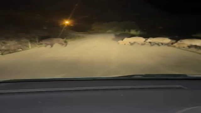 Yola çıkan domuz sürüsü görüntülendi