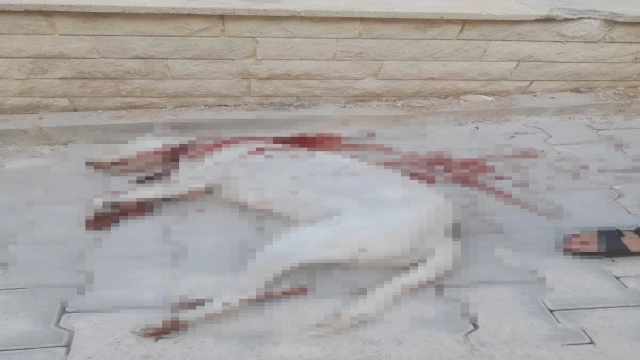 Hamile sokak köpeğini av tüfeği ile ağır yaralayan şüpheli, tutuklandı