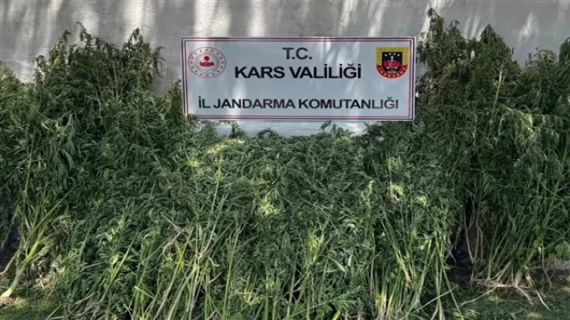 Kars'ta 42 binden fazla kök kenevir bitkisi ele geçirildi