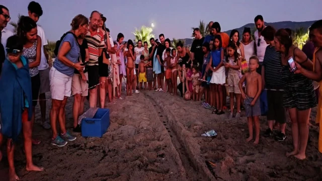 Kuşadası’nda caretta caretta yavruları denizle buluştu