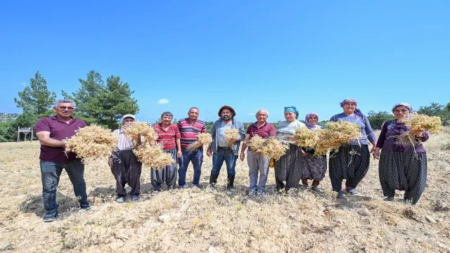 MERSİN BÜYÜKŞEHİR İLE ATALIK TOHUMLAR GELECEĞE TAŞINIYOR GÜLNAR’IN ATALIK NOHUTU BÜYÜKŞEHİR İLE CAN BULUYOR