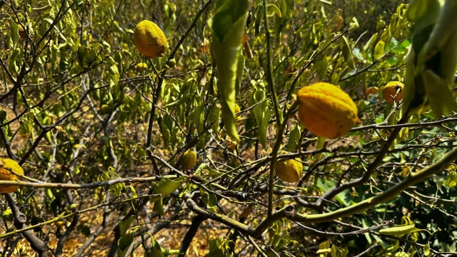 Mersin'de 1000 dönümlük limon bahçesi, susuzluktan kurudu