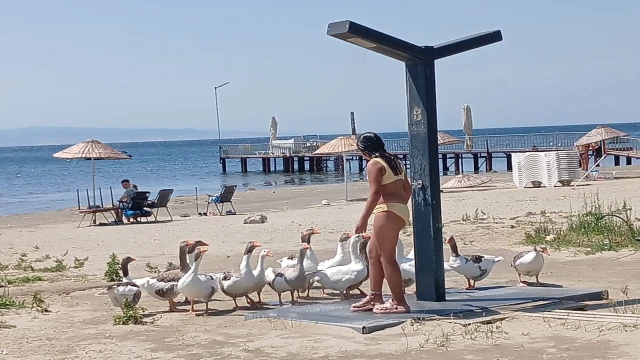 ‘Şartlı tahliye’ edilen kazlar sahile inip, tatilcilerle duş alıyor