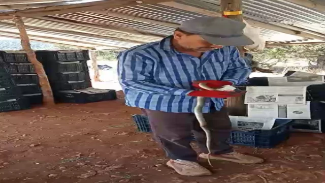 Serada yakaladığı yılana su içirip, öptü