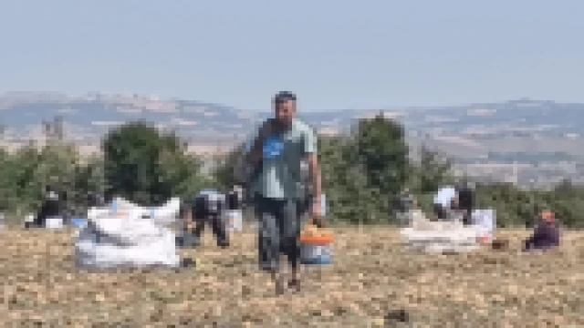Tarlasındaki patatesleri ücretsiz dağıttı