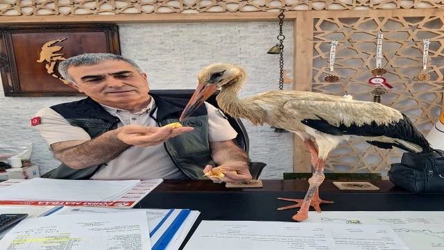 Yangından kaçan yaralı leylek, Anamur’da koruma altına alındı