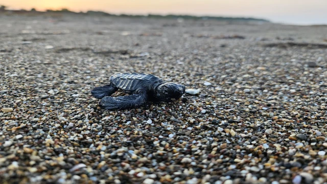Yavru caretta sezonu başladı
