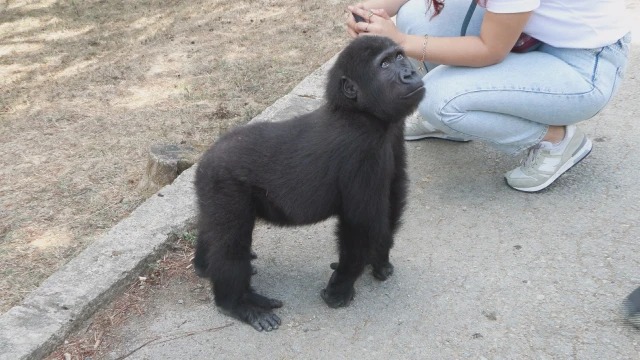 Yavru goril 'Zeytin' Nijerya yolcusu