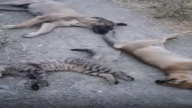 Yüksekova'da 10 köpek, 5 kedi ve 3 tilki ölüsü bulundu