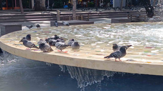Sıcaktan bunalan güvercinler havuzda keyif yaptı