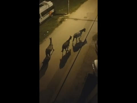 Bursa'da sokaklar gündüz insanlara, gece atlara kalıyor