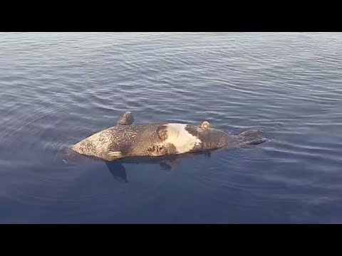 Silifke’de Akdeniz foku ölü bulundu
